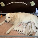 04 Golden Retriever From the Golden Globe Kennel puppy Meerkerk