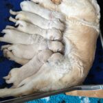 Frenkie Vlinder6489F8DB-A6B8-4135-A8D9-7D46CE746FB8