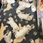 Frenkie VlinderF5D52C97-2C78-4551-9125-4CFB5D514605