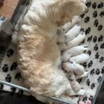 Frenkie VlinderIMG_3939 (1)