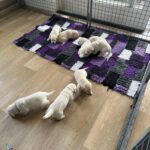 Frenkie VlinderIMG_4053