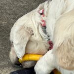 Frenkie VlinderIMG_4121