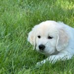 Frenkie VlinderIMG_4229 (1)